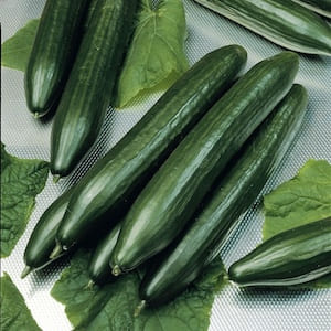 Dutch Cucumber