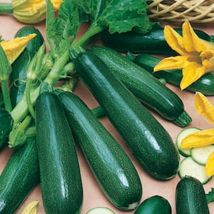 Black Zucchini