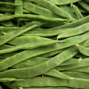 Breite Bohnen