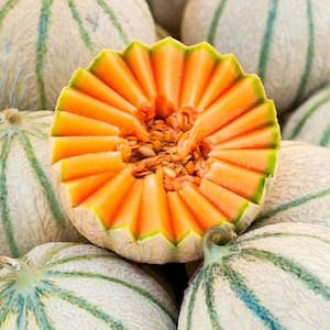Charentais Melon