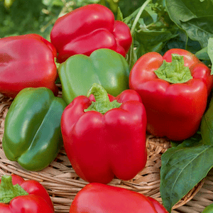 California Wonder Pepper