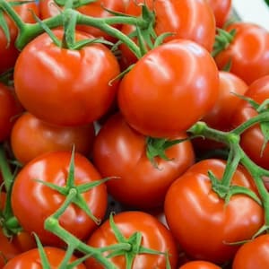 Round Tomatoes